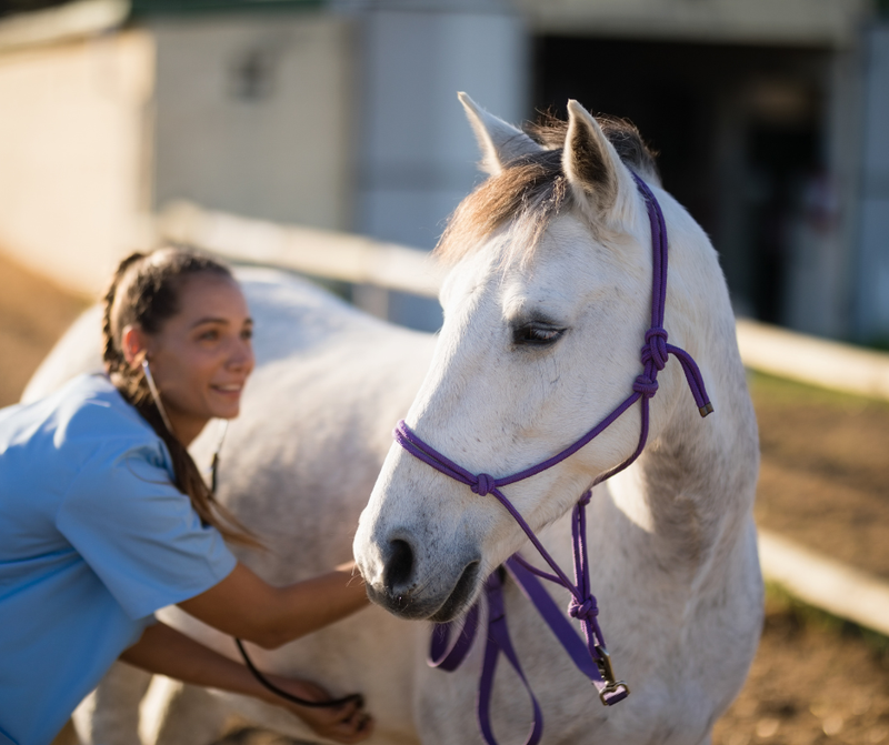 Stable Veterinary & First Aid