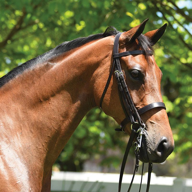 Grainge Elite Show Weymouth