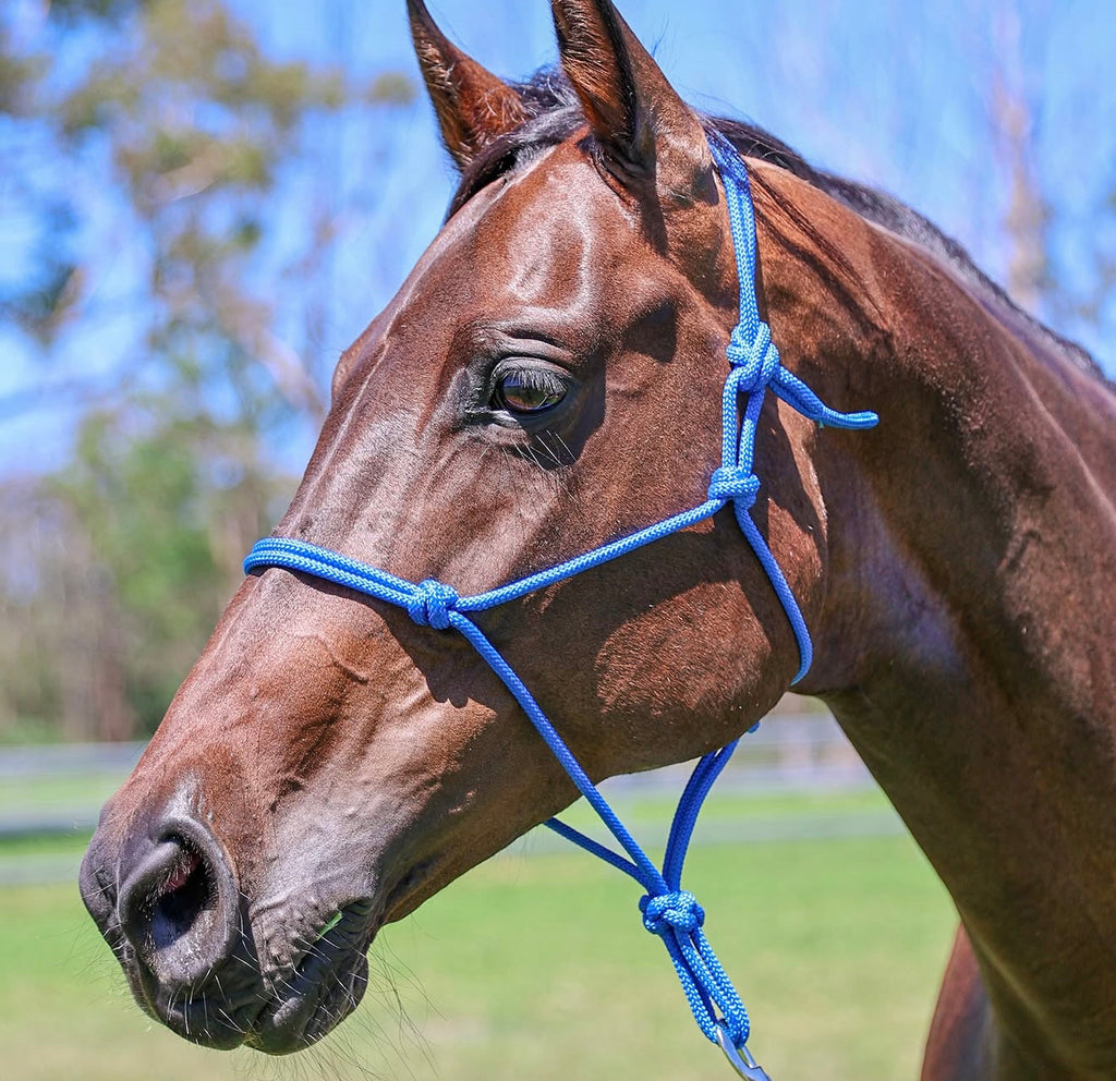 Knotted Rope Halter