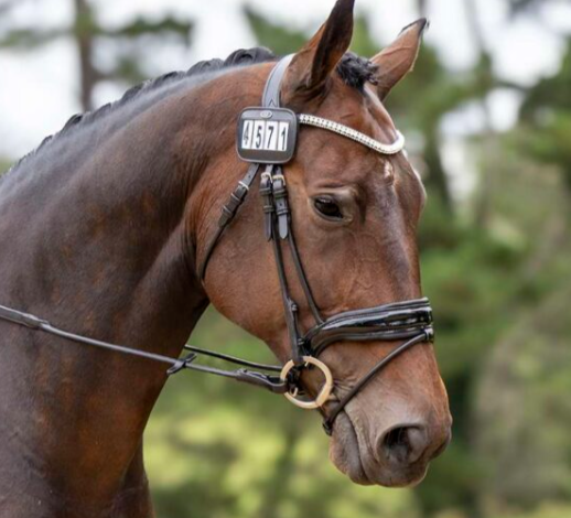 Belle Equestrian Regent Browband Brown Full