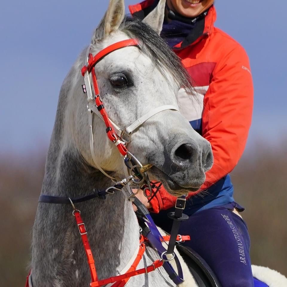 Deluxe Endurance Bridle