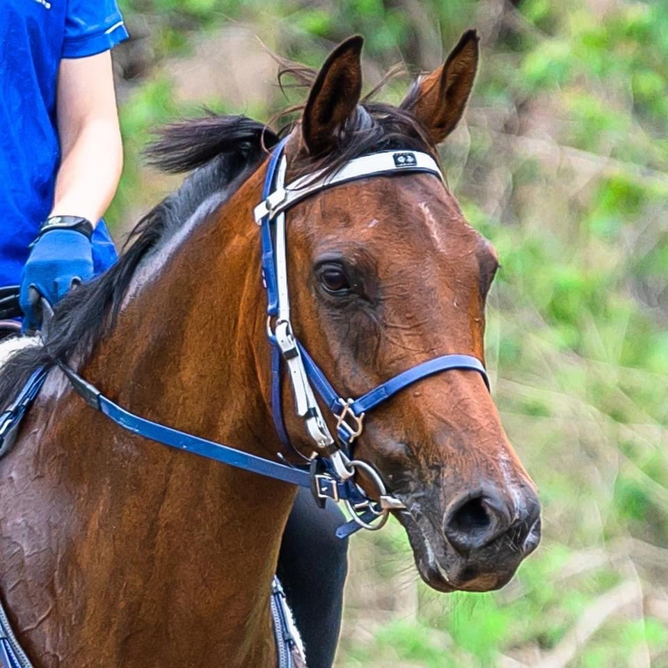 Deluxe Endurance Bridle